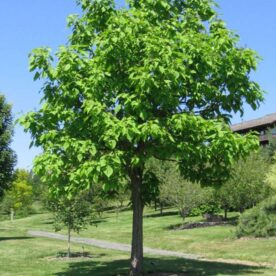 Catalpa de l'Ouest