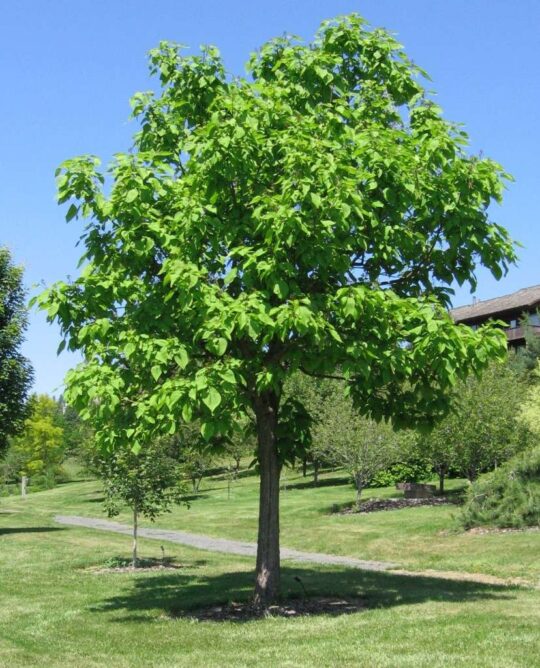 Catalpa de l'Ouest
