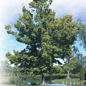 Micocoulier occidental