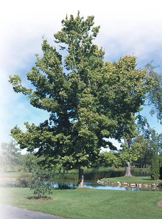 Micocoulier occidental
