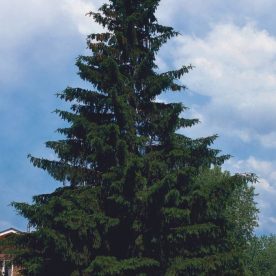 Épinette de Norvège