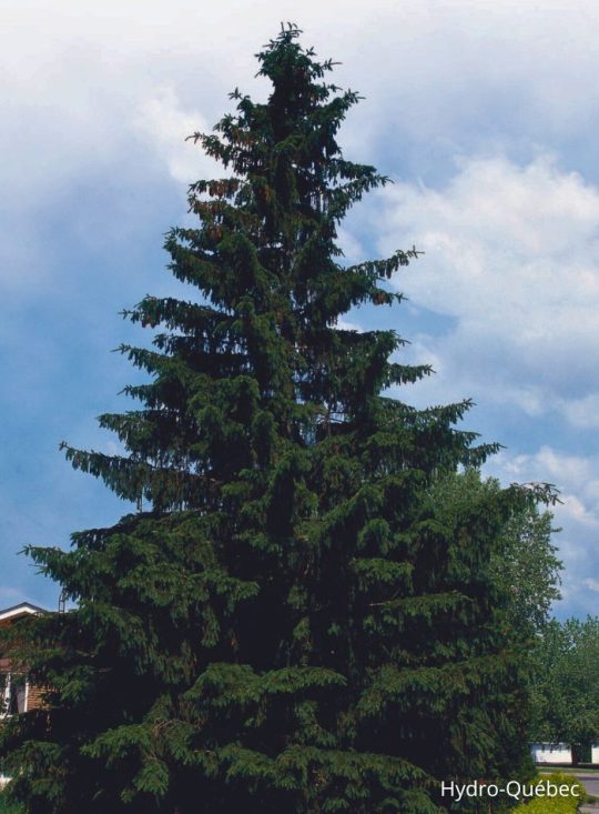 Épinette de Norvège