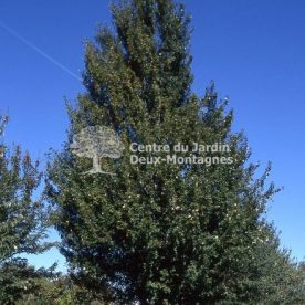 Érable Rouge 'Armstrong'