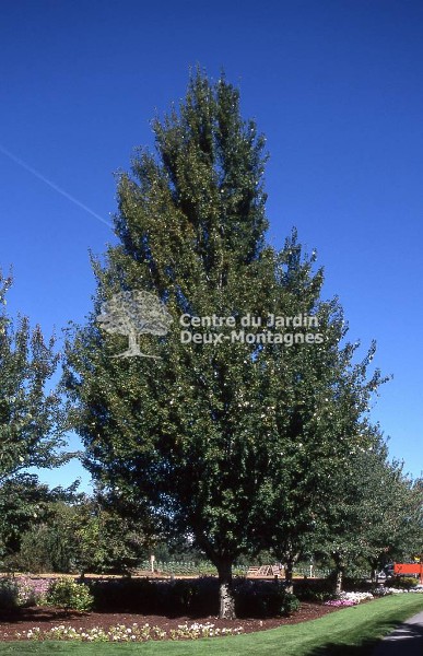 Érable Rouge 'Armstrong'