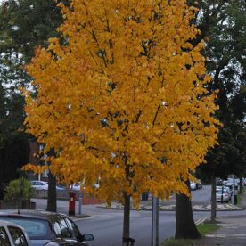 Tilleul de mongolie ‘Harvest Gold ’