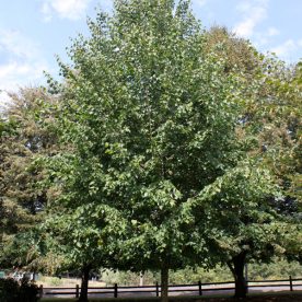 Tilleul de mongolie ‘Harvest Gold ’