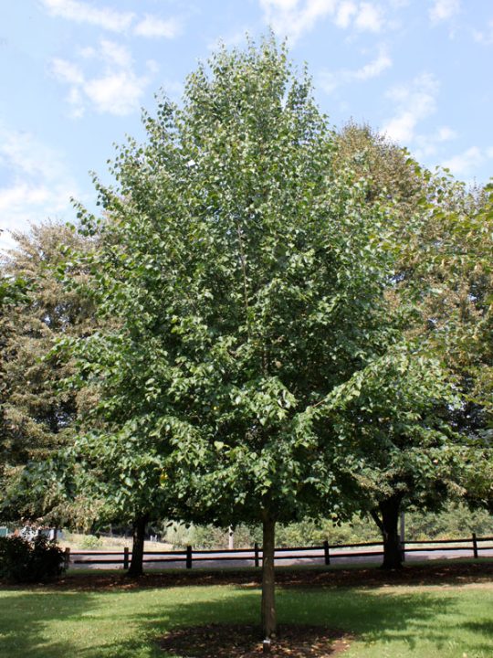 Tilleul de mongolie ‘Harvest Gold ’