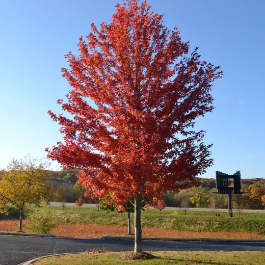 Érable de Freeman 'Autumn Blaze'