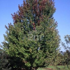Érable de Freeman 'Autumn Blaze'