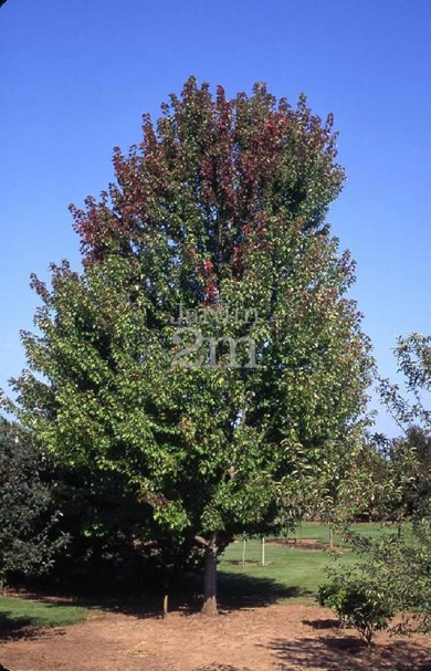 Érable de Freeman 'Autumn Blaze'