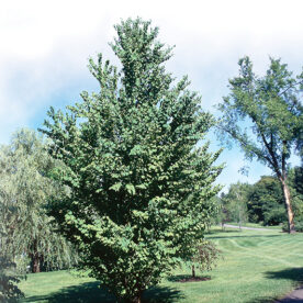 Arbre de Katsura