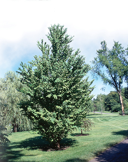Arbre de Katsura