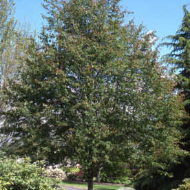 Amélanchier glabre 'Spring Flurry'