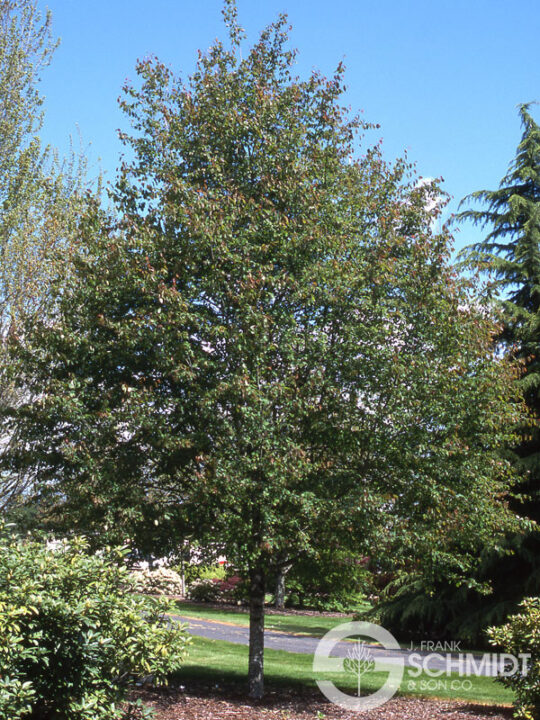Amélanchier glabre 'Spring Flurry'