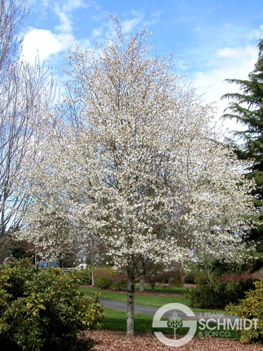 Amélanchier glabre 'Spring Flurry'