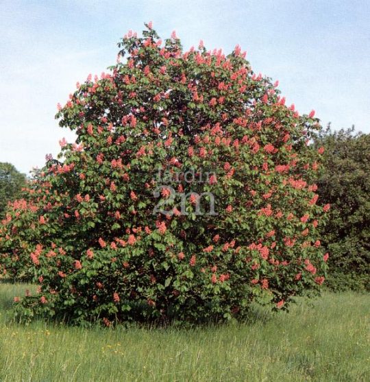 Marronnier à fleurs rouges 'Briotti'