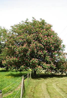 Marronnier à fleurs rouges 'Briotti'