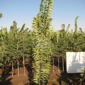Micocoulier occidental 'Prairie sentinel'