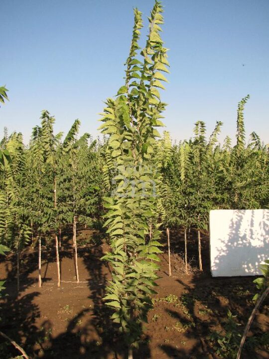 Micocoulier occidental 'Prairie sentinel'