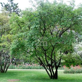 Amélanchier du Canada