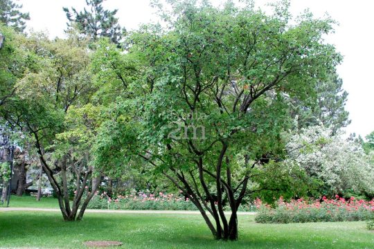 Amélanchier du Canada