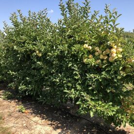 Pommier 'Golden Delicious'