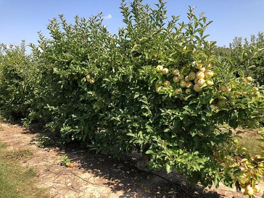 Pommier 'Golden Delicious'
