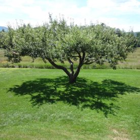 Pommier 'Golden Delicious'