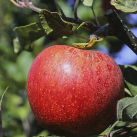 Pommier 'Gala'