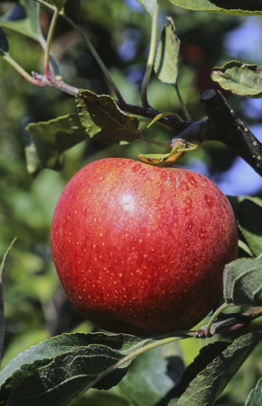 Pommier 'Gala'