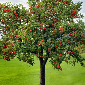 Pommier 'Royal Gala'