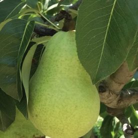 Poirier européen 'Harrow Gold'