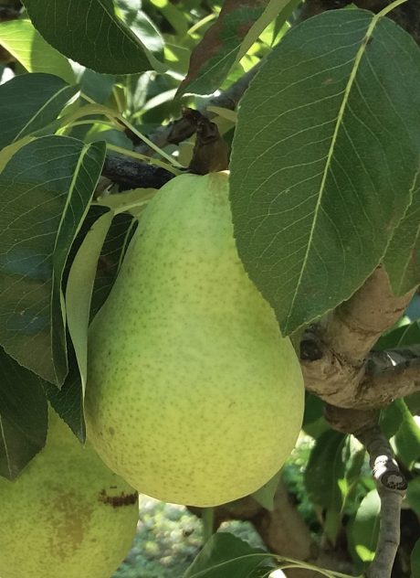 Poirier européen 'Harrow Gold'