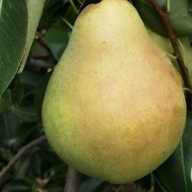 Poirier européen 'Harrow Crisp'