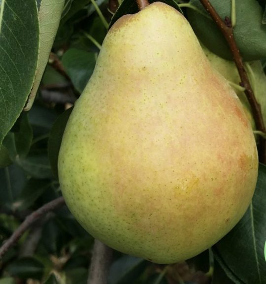 Poirier européen 'Harrow Crisp'