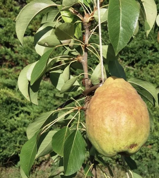 Poirier européen 'Harovin Bounty'