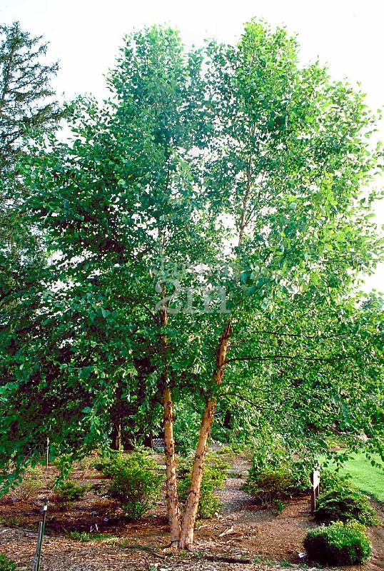 Bouleau noir 'Heritage' (3 troncs)