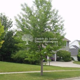 Ginkgo biloba 'Princeton Sentry'