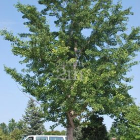 Ginkgo biloba 'Princeton Sentry'