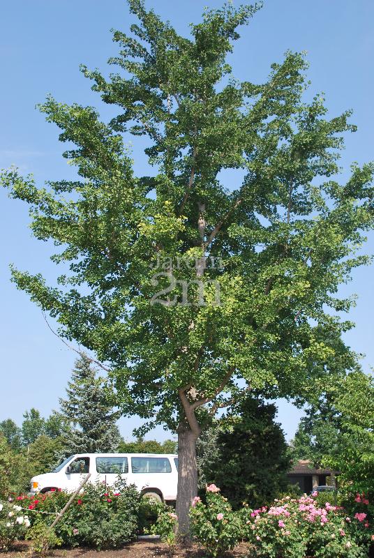 Ginkgo biloba 'Princeton Sentry'