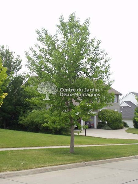 Ginkgo biloba 'Princeton Sentry'