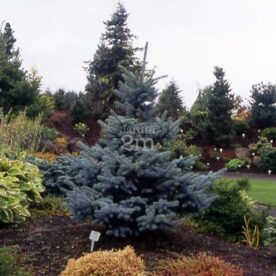 Épinette du Colorado 'Baby Blue'