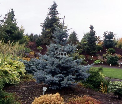 Épinette du Colorado 'Baby Blue'