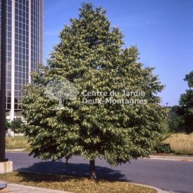 Tilleul à Petites Feuilles