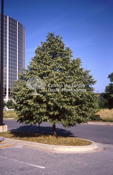Tilleul à Petites Feuilles