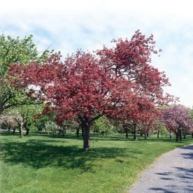 Pommetier 'Profusion'
