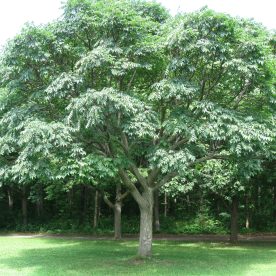 Phellodendron de l’Amur ; Arbre au liège