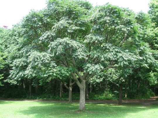 Phellodendron de l’Amur ; Arbre au liège